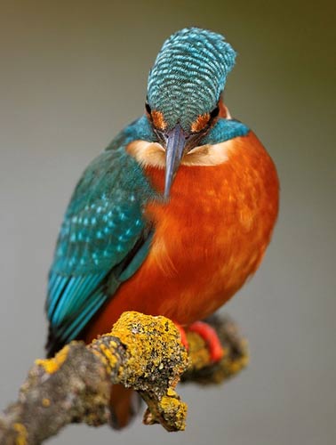 رنگ‌آمیزی شگفت‌انگیز پرندگان (تصویری)
