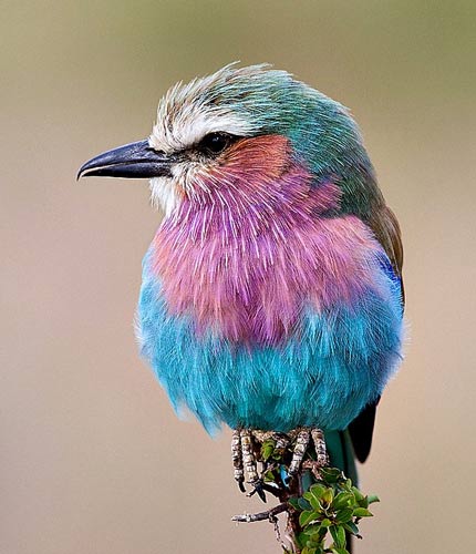 رنگ‌آمیزی شگفت‌انگیز پرندگان (تصویری)