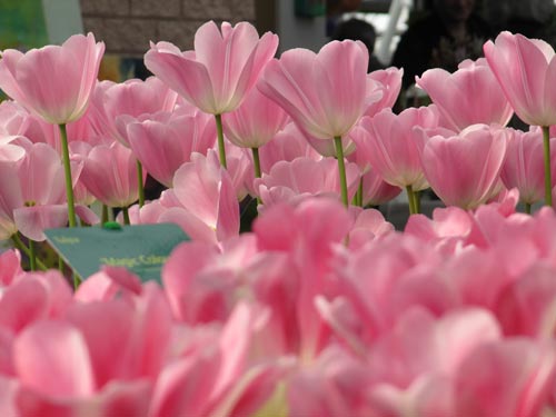 تصاویر زیبا از یک باغ گل در هلند www.TAFRIHI.com