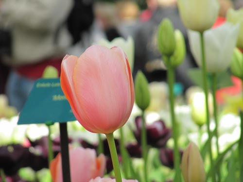 تصاویر زیبا از یک باغ گل در هلند www.TAFRIHI.com