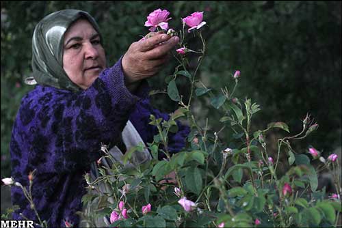 تصاویر: گل چینی و گلابگیری در کاشان