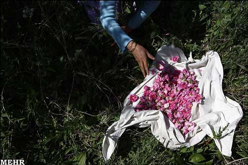 تصاویر: گل چینی و گلابگیری در کاشان