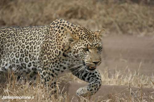 ده عکس از حیات وحش آفریقا www.TAFRIHI.com