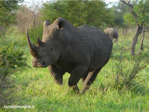 ده عکس از حیات وحش آفریقا www.TAFRIHI.com