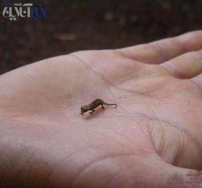 تصاویر جالب: کوچکترین‌های دنیا در گینس! www.TAFRIHI.com