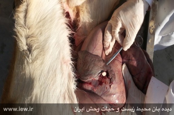 مرگ دلخراش یک آهو بر اثر تعقیب با موتورسیکلت مرگ دلخراش یک آهو بر اثر تعقیب با موتورسیکلت