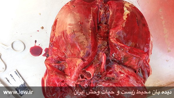 مرگ دلخراش یک آهو بر اثر تعقیب با موتورسیکلت مرگ دلخراش یک آهو بر اثر تعقیب با موتورسیکلت