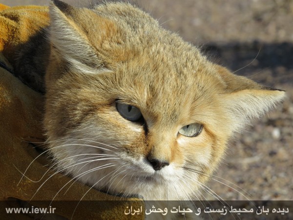 تصویر