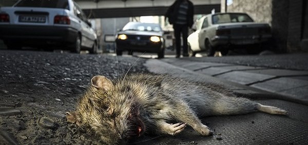 شش ماه دیگر تهران موش‌های میلیونی‌اش را نخواهد داشت؟!