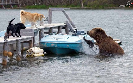 حمله یک خرس خاکستری به یک قایق ماهیگیری در ساحل دریاچه کوریل در کامچاتکا روسیه
Sergey Gorshkov/Minden/Solent
