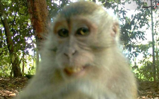 لبخند یک میمون در برابر دوربین مدار بسته باغ وحش هوستون
Houston Zoo / Rex Features
