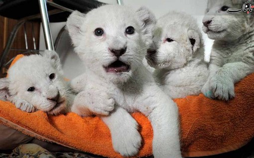 چهار توله شیر سفید که به تازگی توسط باغ وحش یلتای اکراین خریداری شده اند.
Andrew Lubimov/AP
