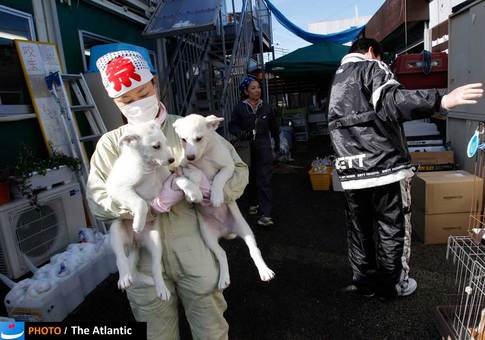 سال گذشته در ژاپن مرکزی برای نگهداری حیواناتی که در محل تشعشعات هسته ای قرار داشتند تاسیس شد.