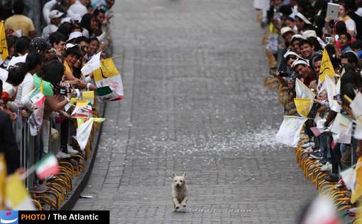 در حاشیه سفر پاپ به مکزیک، تصویر این سگ که لحظاتی پیش از ورود پاپ به شهر گوانجیتو در مسیر حرکت پاپ می دود به یکی از جذاب ترین تصاویر سفر پاپ به آمریکای جنوبی بدل شد. 