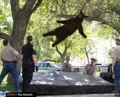 به دام انداختن یک خرس که در محوطه دانشگاه کلورادو پیدا شده بود.