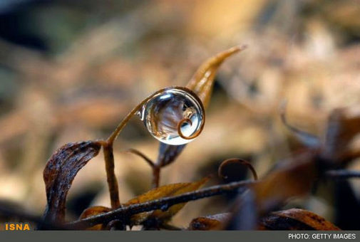 تصویر یک قطره آب درون یک برگ خم شده