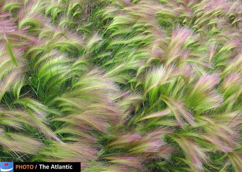 Jim Cottingham/National Geographic Photo Contest